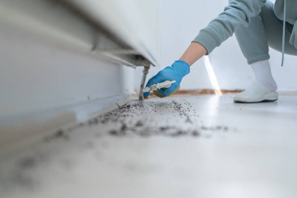 Reliable Del Rey, CA Pest Control Solutions